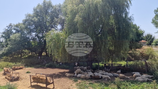 Националната овцевъдна и козевъдна асоциация изразява загриженост заради кадровите промени в системата на Министерството на земеделието и храните