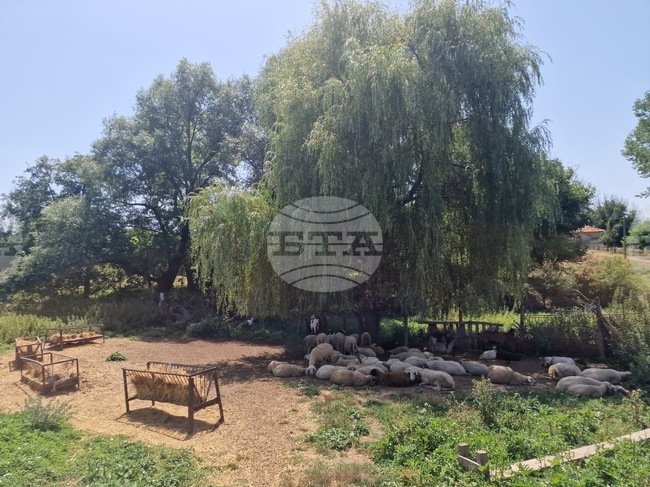 Националната овцевъдна и козевъдна асоциация изразява загриженост заради кадровите промени в системата на Министерството на земеделието и храните