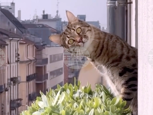 Котките също страдат от деменция като хората, посочва проучване