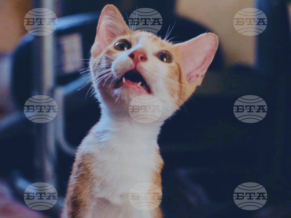 Film - Cat Video Festival