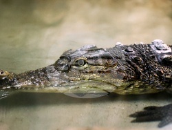 Столичен зоопарк - крокодил