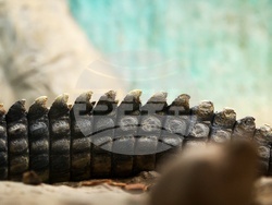 Столичен зоопарк - крокодил