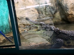 Столичен зоопарк - крокодил