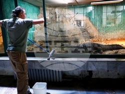 Столичен зоопарк - крокодил