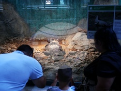 Столичен зоопарк - крокодил