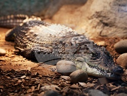 Столичен зоопарк - крокодил