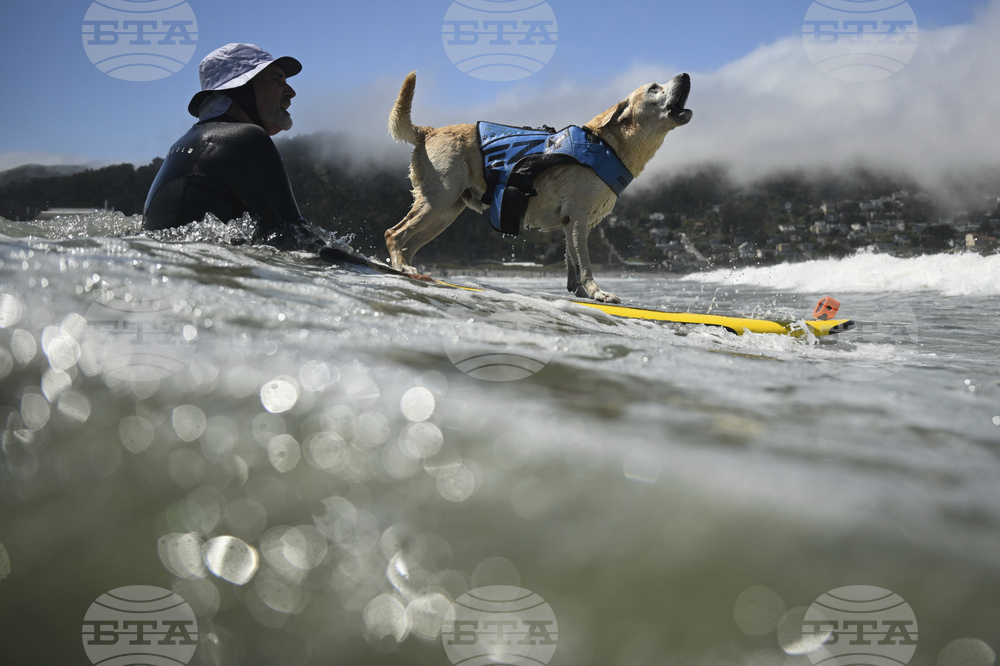 World Dog Surfing Competition