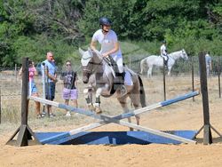 Вършец - конни състезания