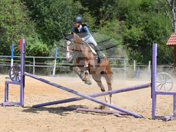 Вършец - конни състезания