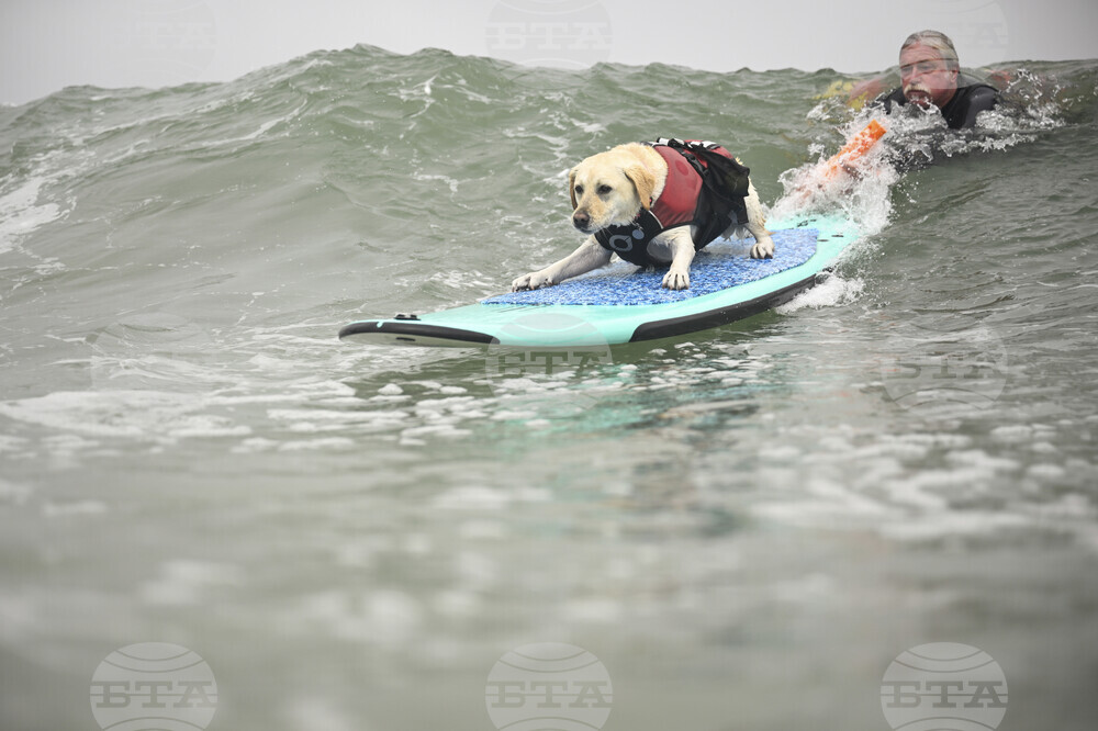 APTOPIX California Dog Surf Competition