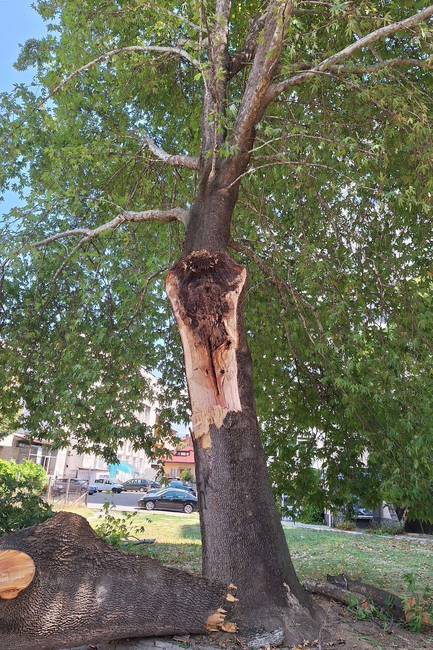 Прекършило се е стъблото на голям чинар в центъра на Благоевград, няма пострадали