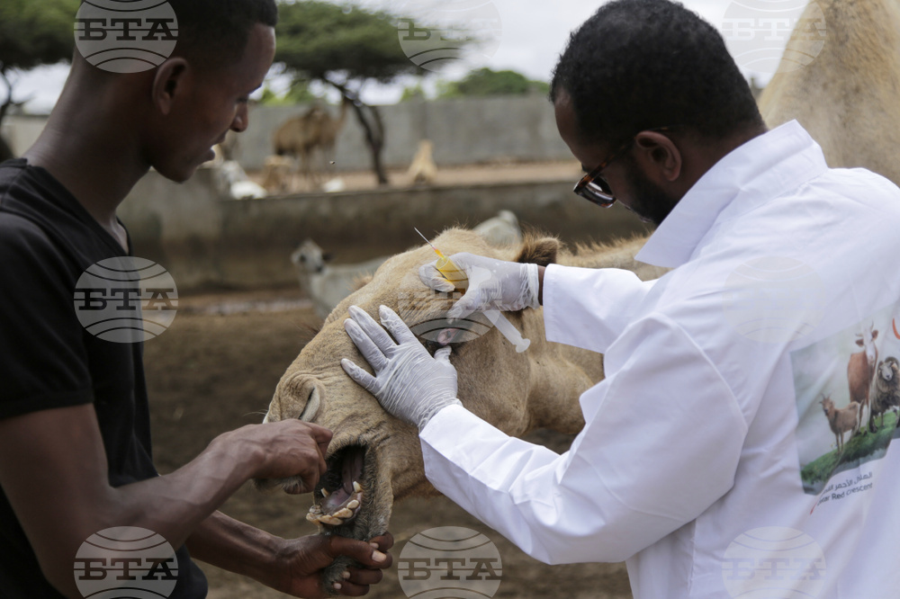 Somalia Camel Milk