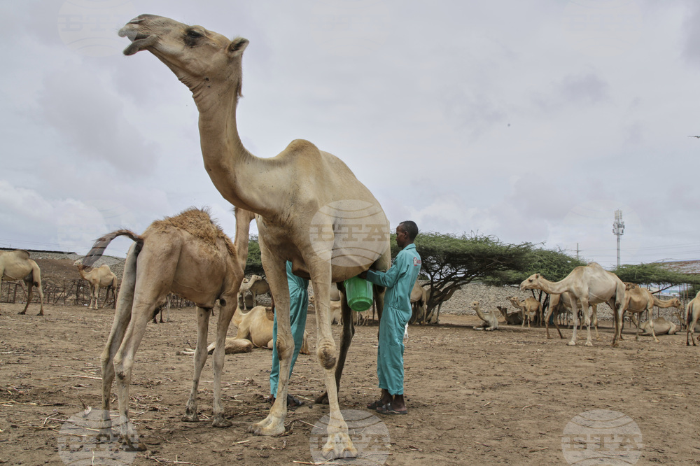 Somalia Camel Milk