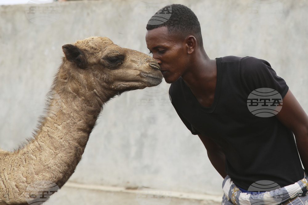 Somalia Camel Milk