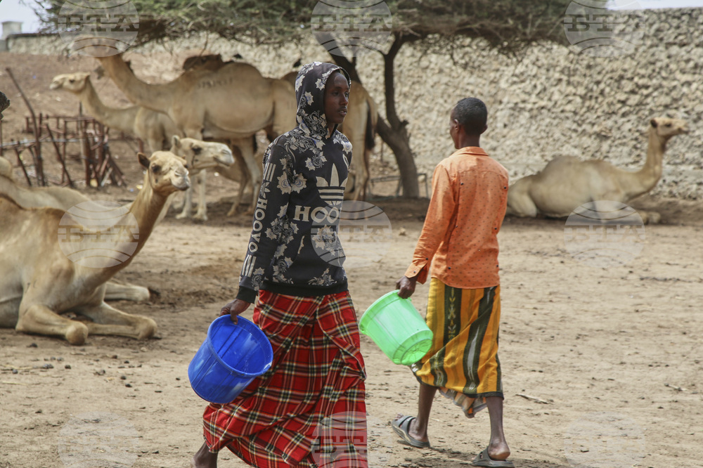 Somalia Camel Milk