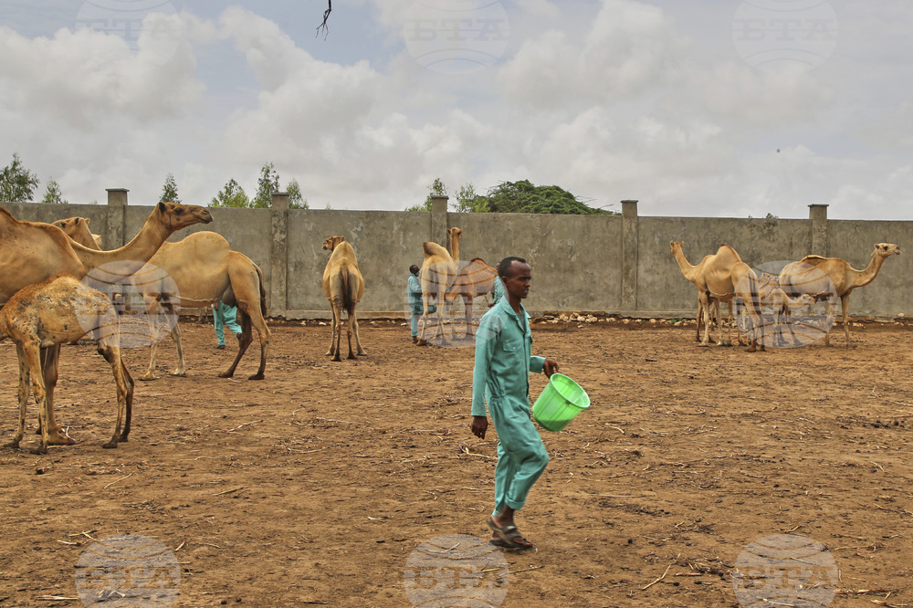 Somalia Camel Milk