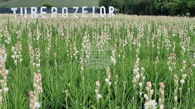 На гости в Хогилаг – царството на туберозите в Румъния