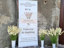 Румъния - Хогилаг - Фестивал на туберозите