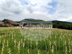 Румъния - Хогилаг - Фестивал на туберозите