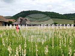 Румъния - Хогилаг - Фестивал на туберозите