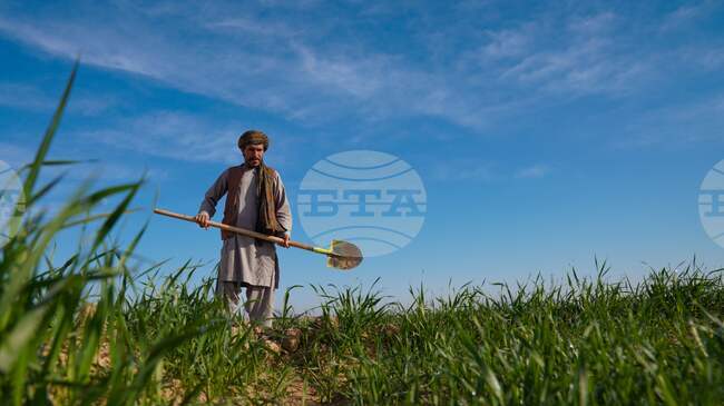 ФАО и Великобритания стартират инициатива за повишаване на устойчивостта на селските райони и продоволствената сигурност в Афганистан