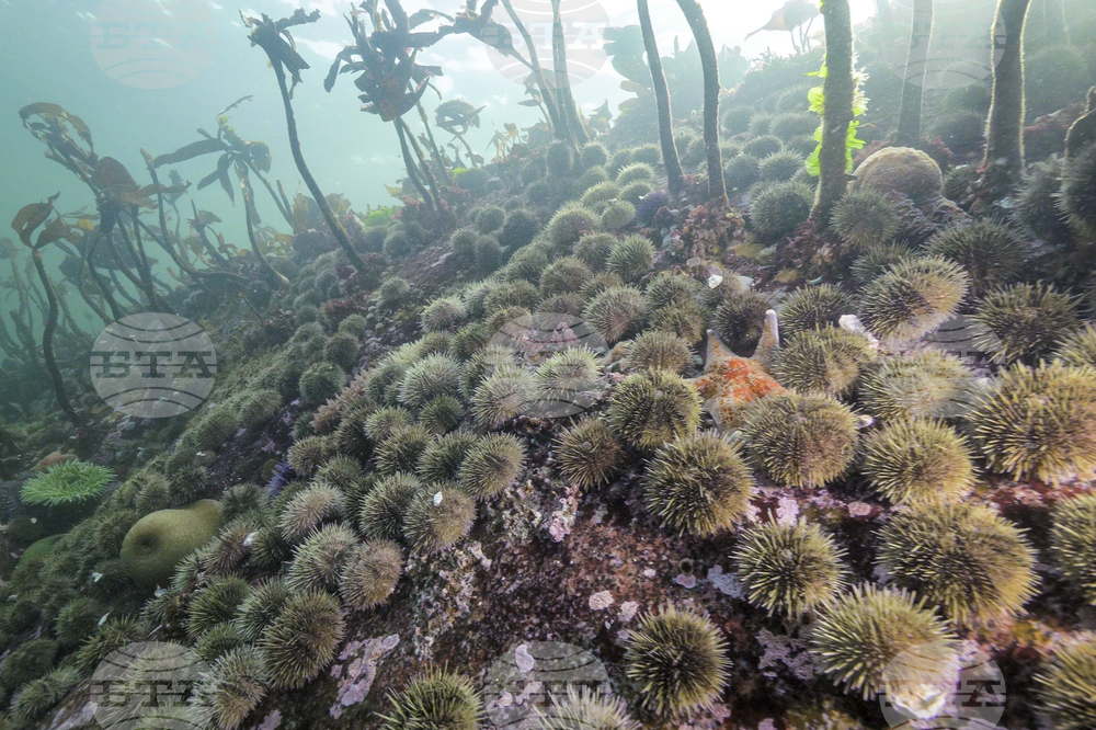 Sea Star Disease
