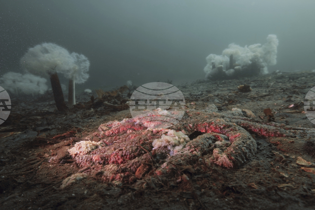 Учени откриха причината за смъртта на повече от 5 милиарда морски звезди в Тихия океан