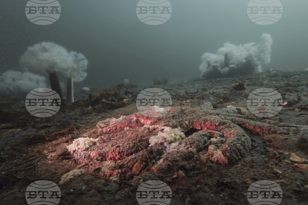 Sea Star Disease