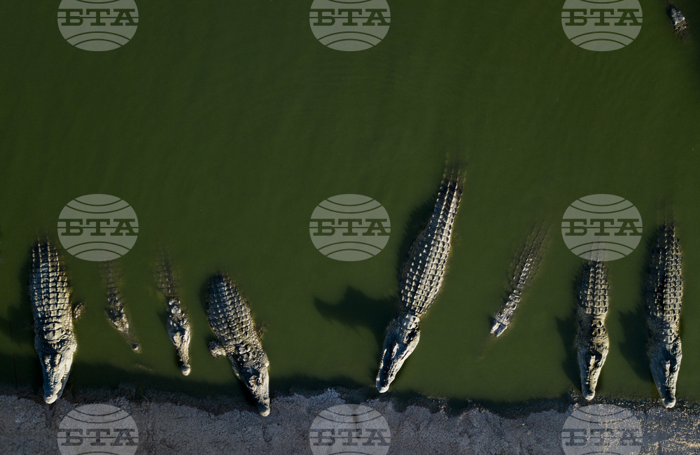 Israel Crocodiles