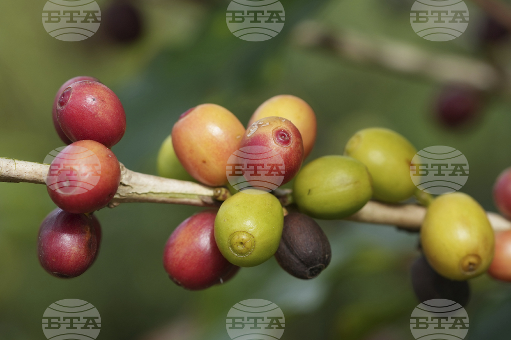 Brazil Coffee