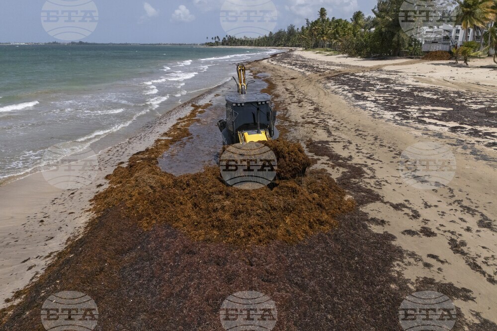 Puerto Rico Sargassum