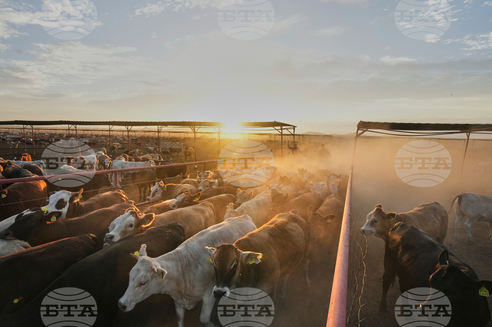 Mexico US Screwworm Ranchers