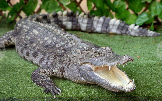 Над 200 крокодила бяха избити във ферма на Западния бряг