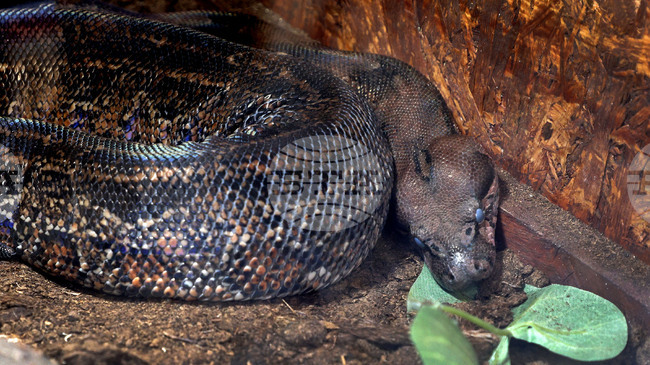 РИОСВ – София отне защитени видове змии, отглеждани незаконно в частен дом