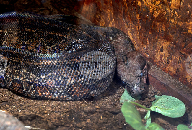 РИОСВ – София отне защитени видове змии, отглеждани незаконно в частен дом