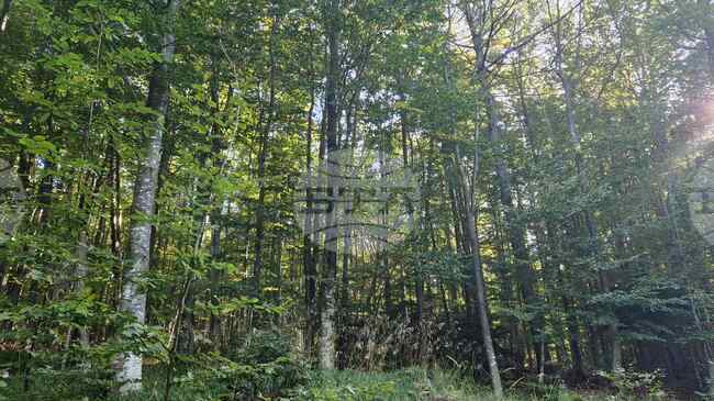 Застаряващите гори, изсъхналата дървесина и липсата на сечи са предпоставка за възникване на пожари, посочват от браншова организация