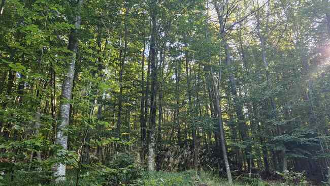 Застаряващите гори, изсъхналата дървесина и липсата на сечи са предпоставка за възникване на пожари, посочват от браншова организация