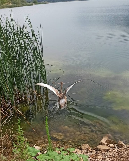 Три млади лебеда бяха спасени от пресъхнал водоем край Враца