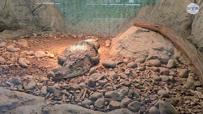 Крокодилът от „Ботунец“ е нараснал почти тройно, вече се казва Масай и се адаптира добре, каза херпетологът в столичния зоопарк Георги Кръстев