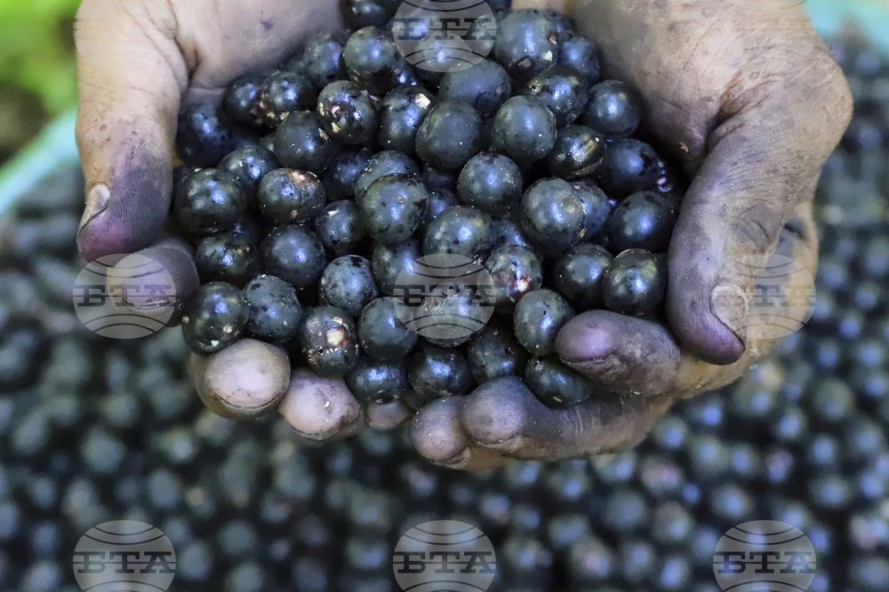 Brazil Acai Berries