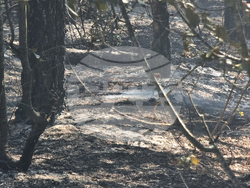 Балчик - пожар