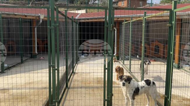 За по-малко от два месеца 38 кучета са настанени в общинския приют в омуртагското село Средище 