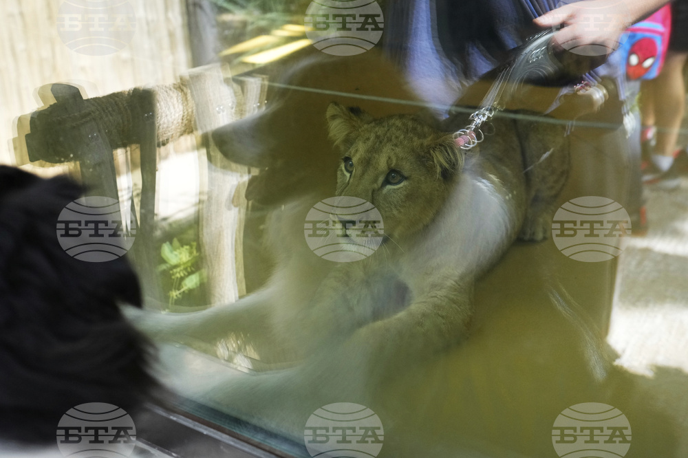 Czech Republic Lions