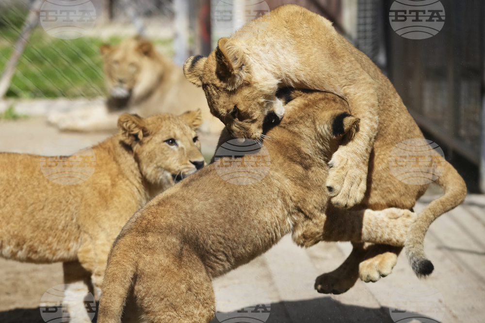 Czech Republic Lions