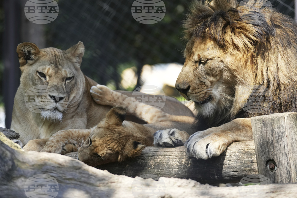 Czech Republic Lions