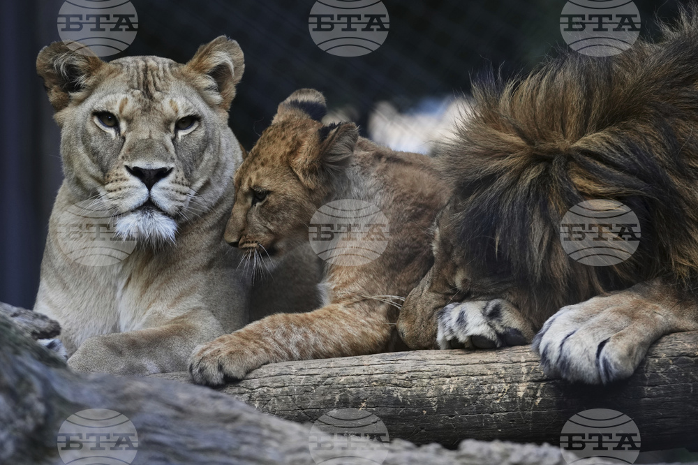 APTOPIX Czech Republic Lions