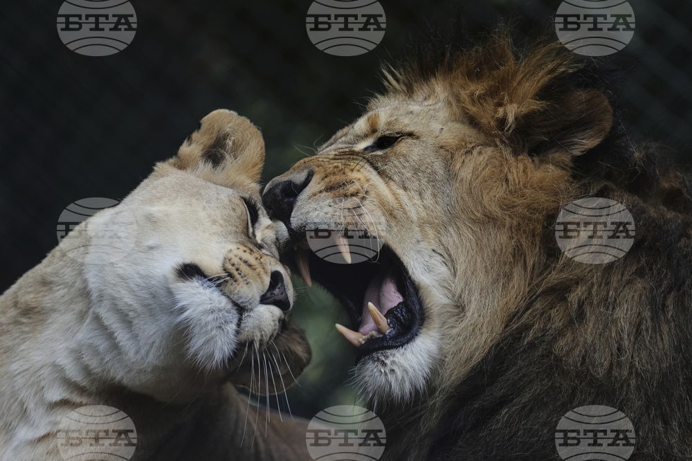 Czech Republic Lions