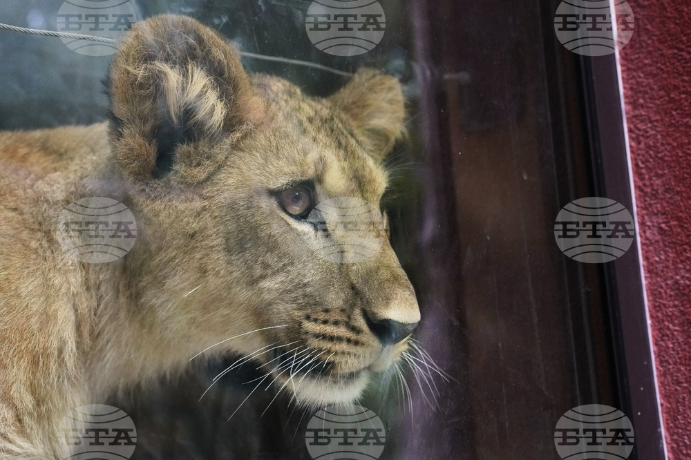 Czech Republic Lions