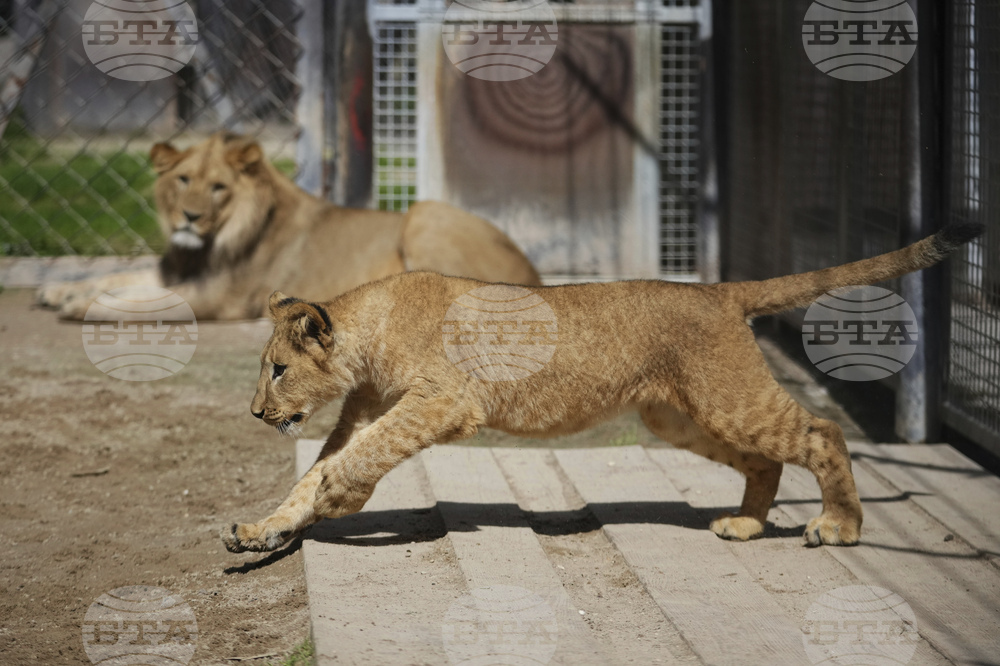 Czech Republic Lions