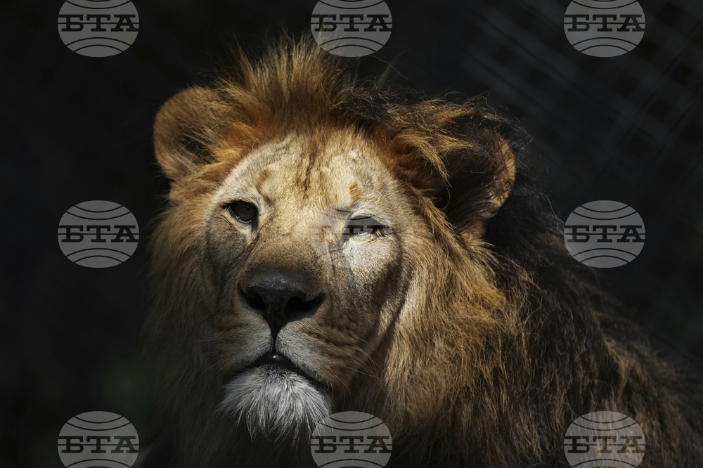 Czech Republic Lions